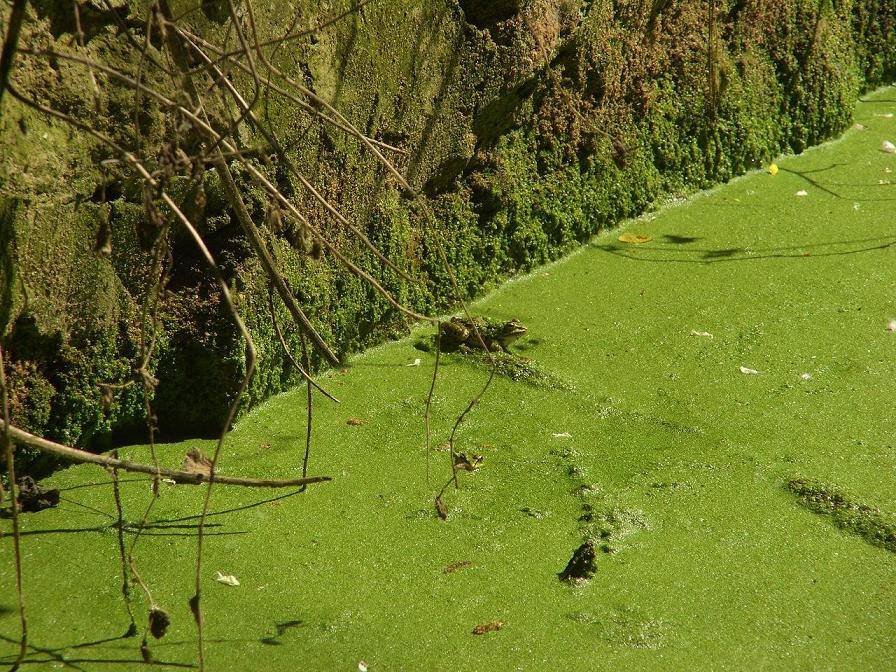 un tributo alle rane verdi - Pelophylax sp. (Lazio)